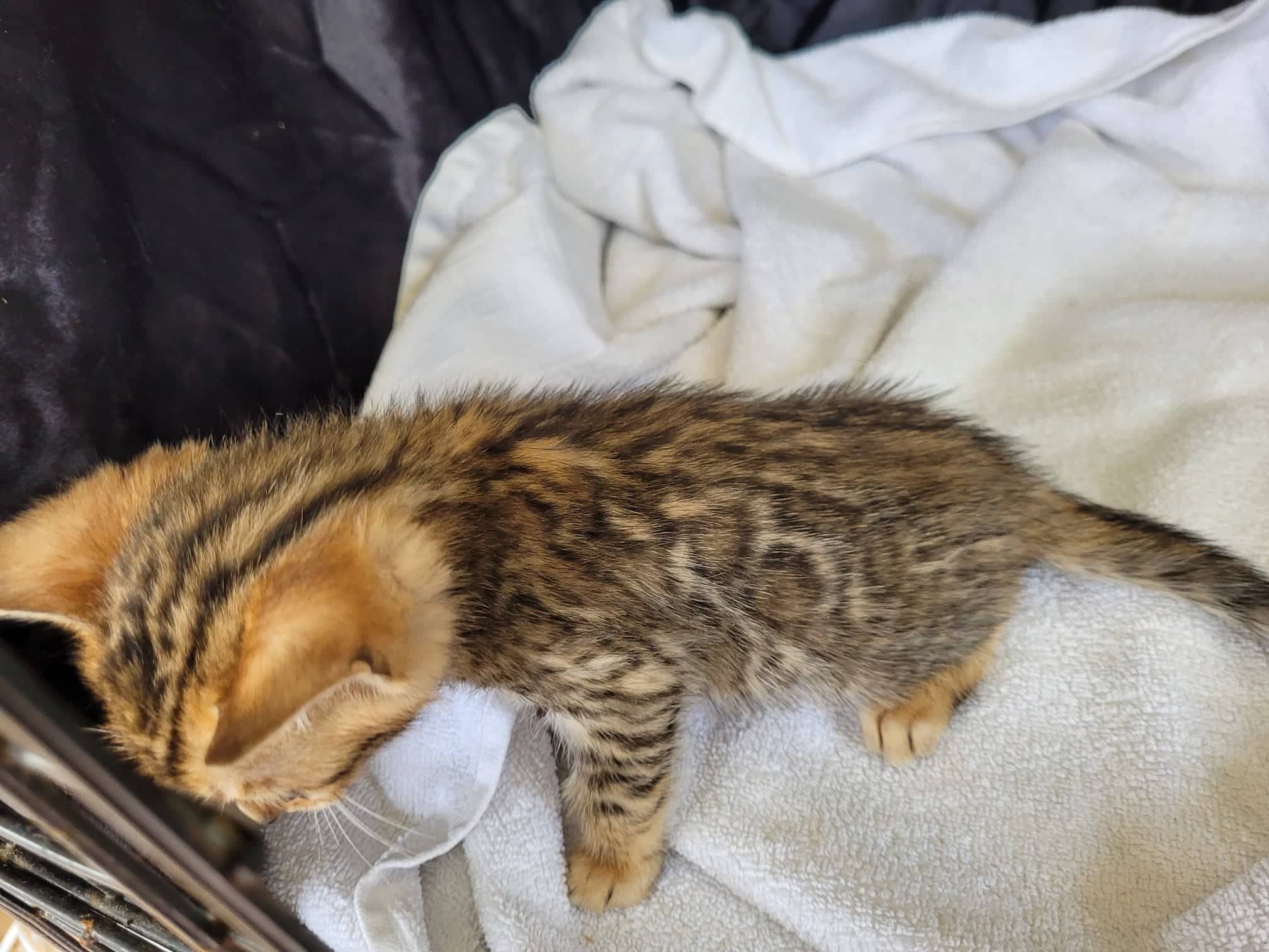 Photo 2 of Ellies Energetic boy-Sold the Bengal kitten.