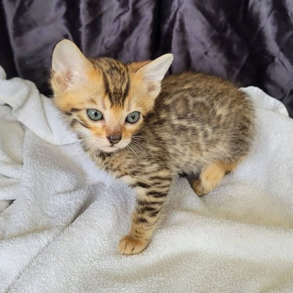Photo 31 of Ellies Energetic boy-Sold the male Bengal cat.