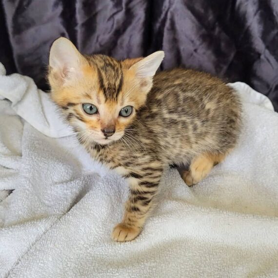 Photo 4 of Ellies Energetic boy-Sold the male Bengal cat.