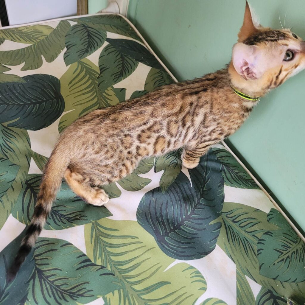 Photo 3 of Ellies Girl -sold the female Bengal cat.