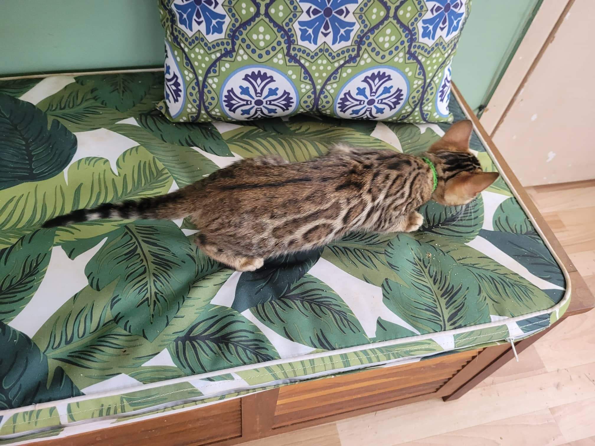Photo 4 of Ellies Girl -sold the Bengal kitten.