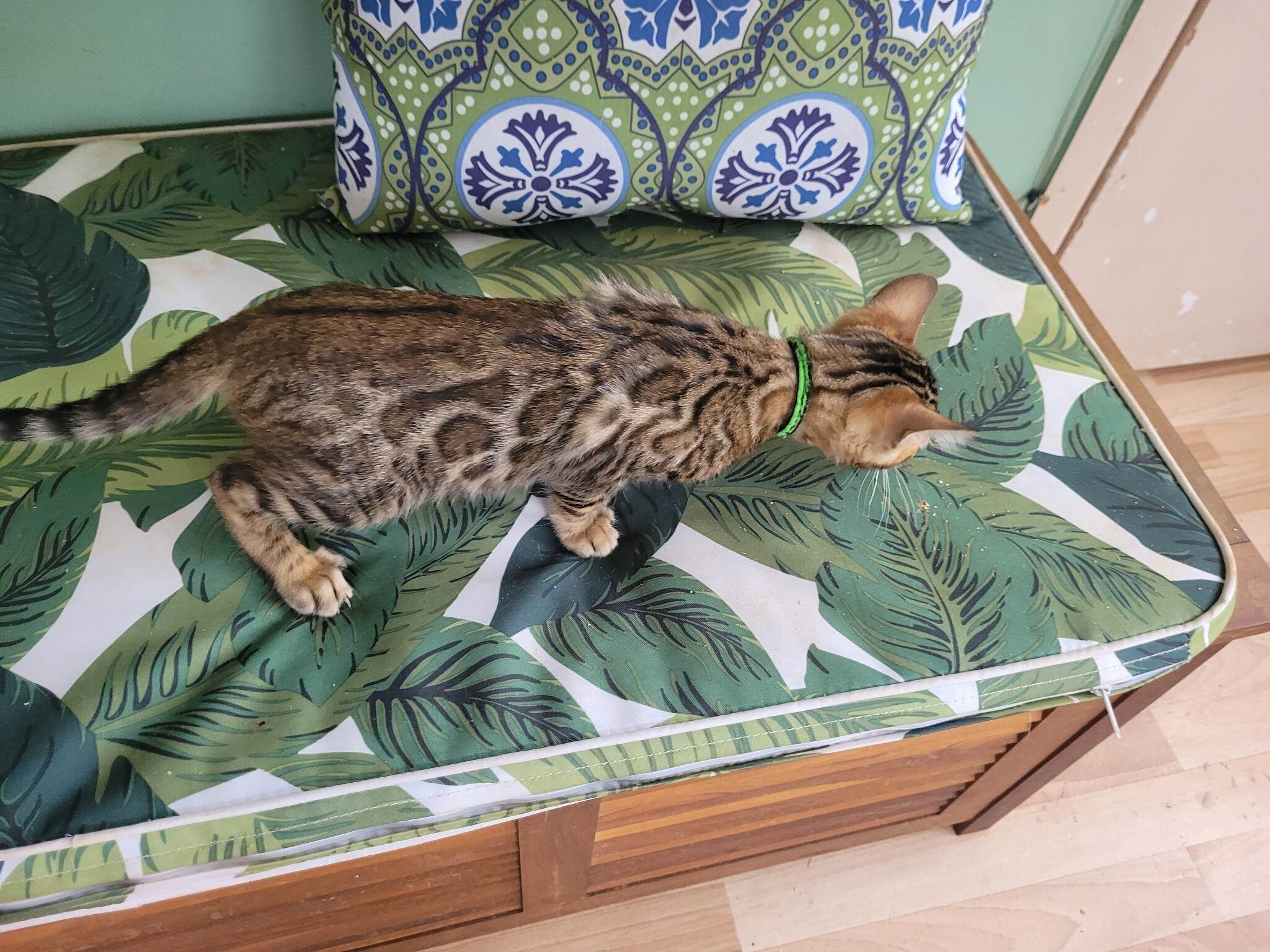 Photo 3 of Ellies Girl -sold the Bengal kitten.