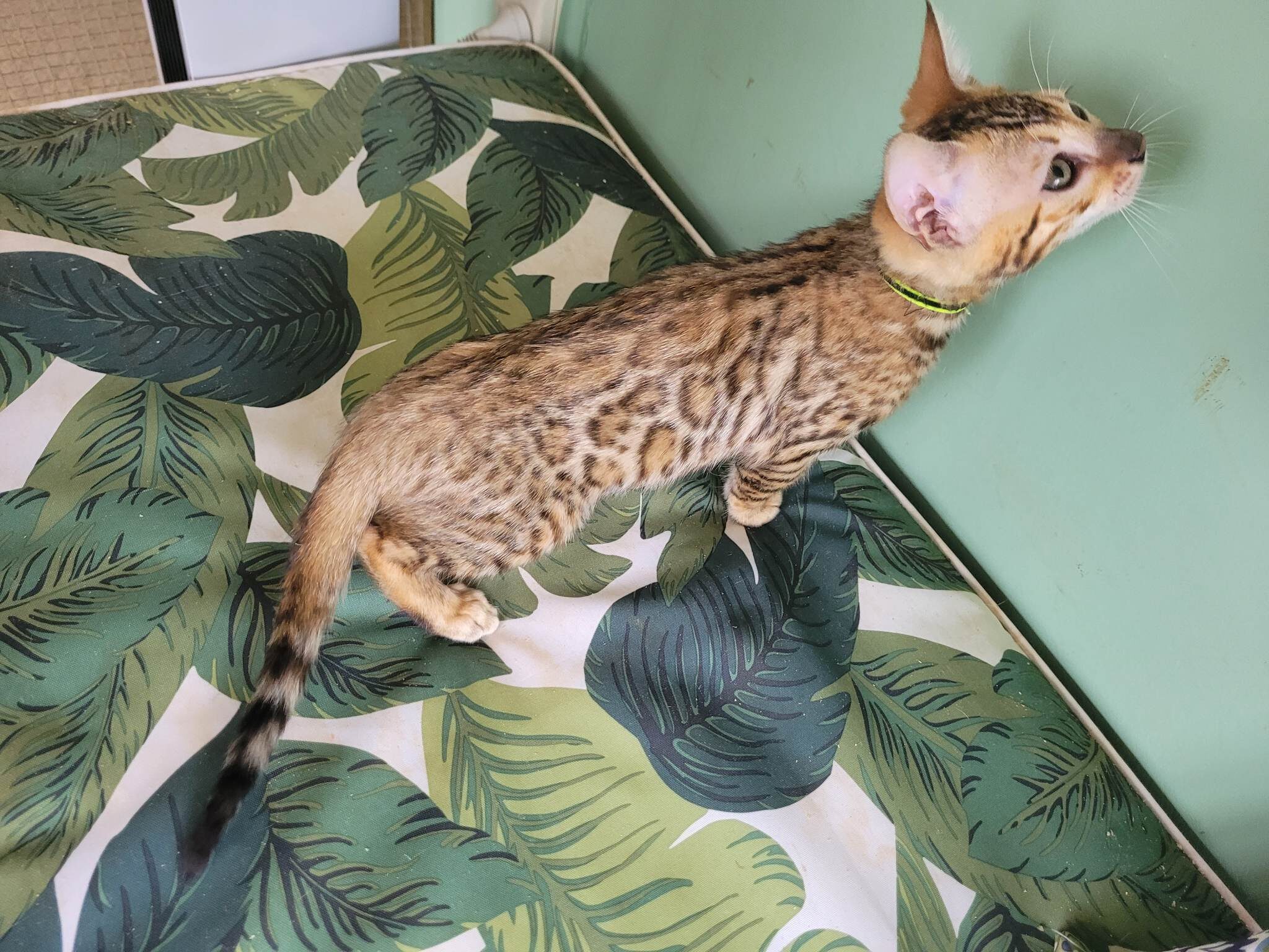 Photo 1 of Ellies Girl -sold the Bengal kitten.