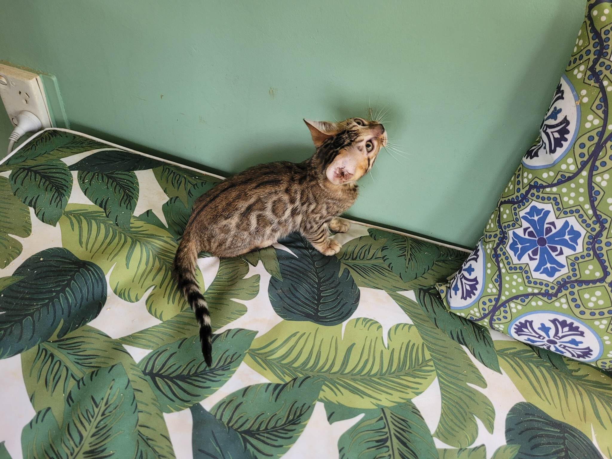 Photo 6 of Ellies Girl -sold the Bengal kitten.