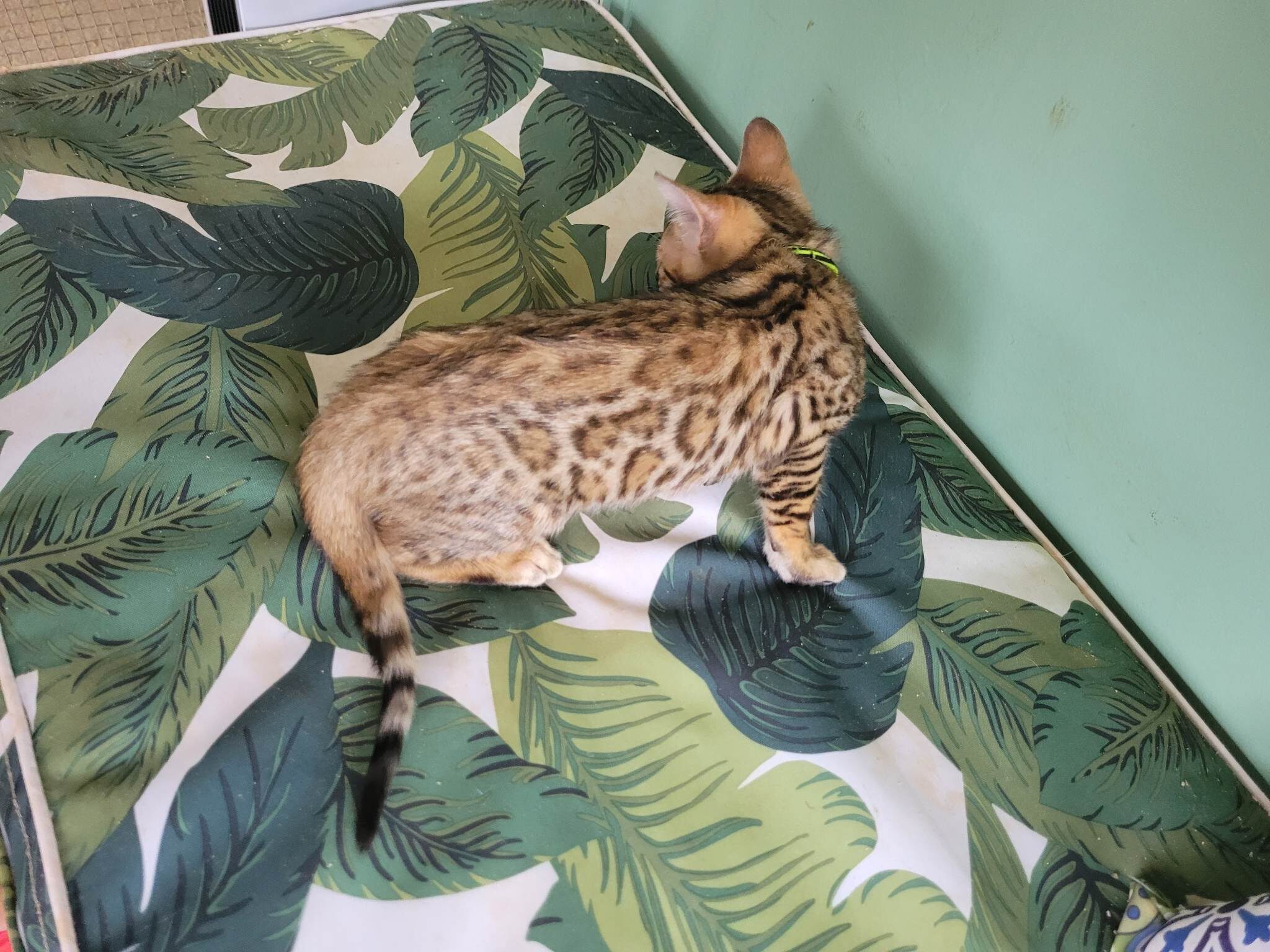 Photo 5 of Ellies Girl -sold the Bengal kitten.