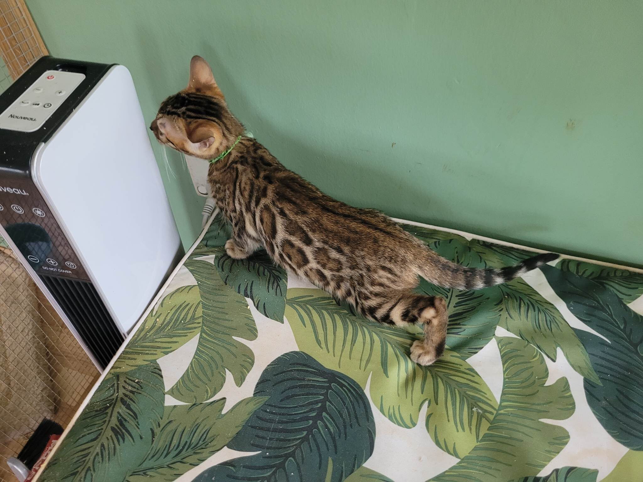 Photo 2 of Ellies Girl -sold the Bengal kitten.