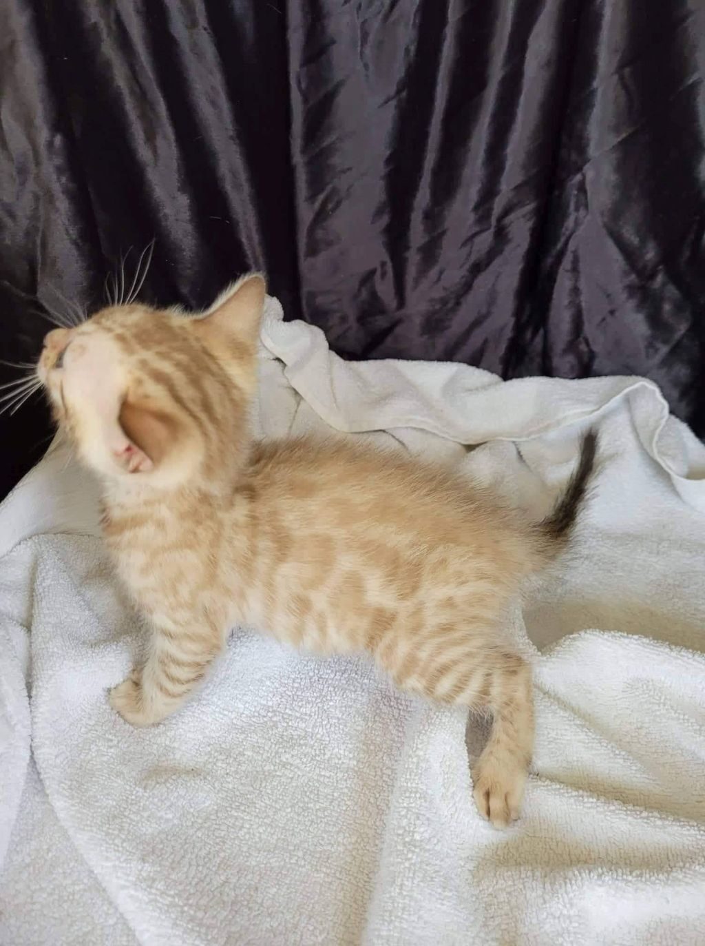 Photo 2 of Snow Bird-Sold the Bengal kitten.