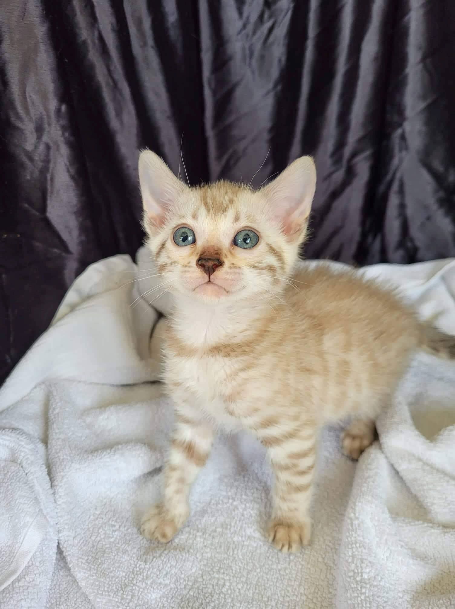 Photo 1 of Snow Bird-Sold the Bengal kitten.