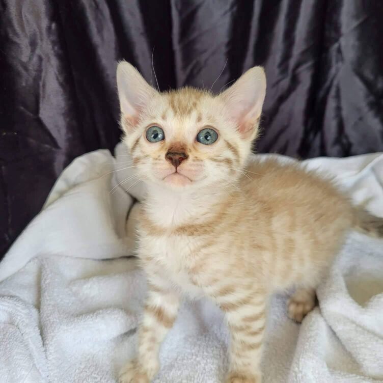 Photo 1 of Snow Bird-Sold the female Bengal cat.