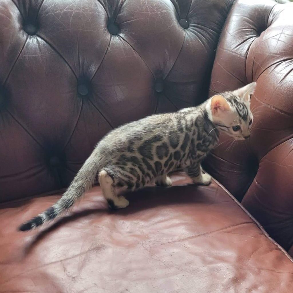 Photo 1 of Storms Girl the female Bengal cat.