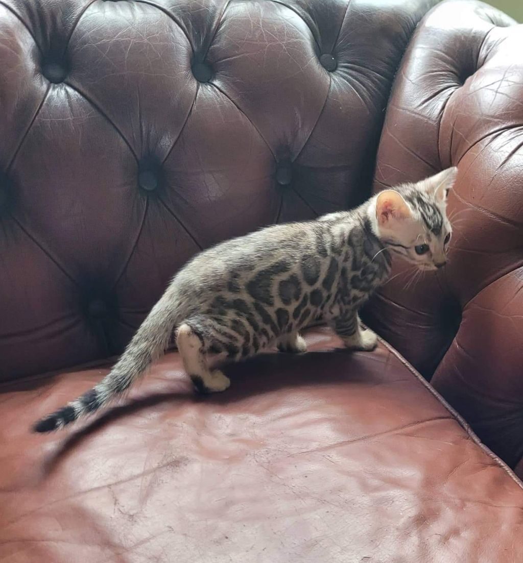 Photo 1 of Storms Girl the Bengal kitten.