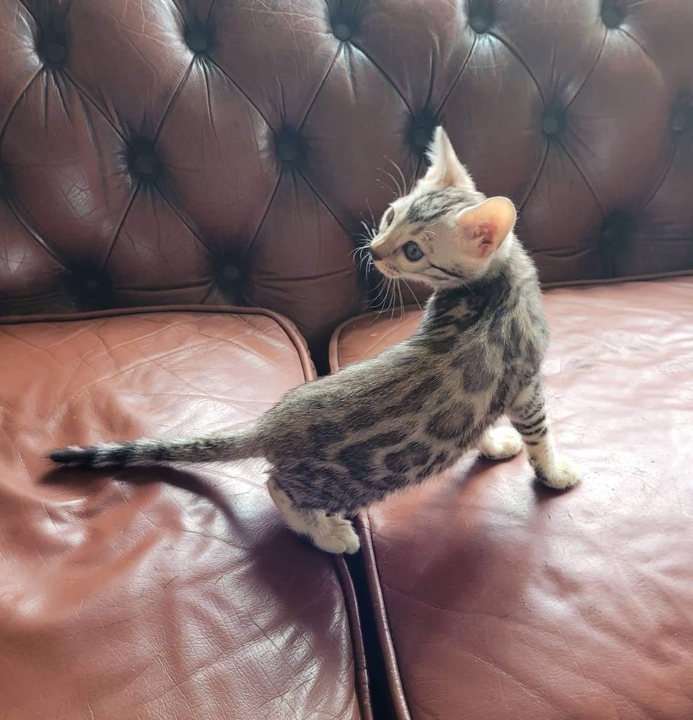 Photo 2 of Storms Girl the Bengal kitten.