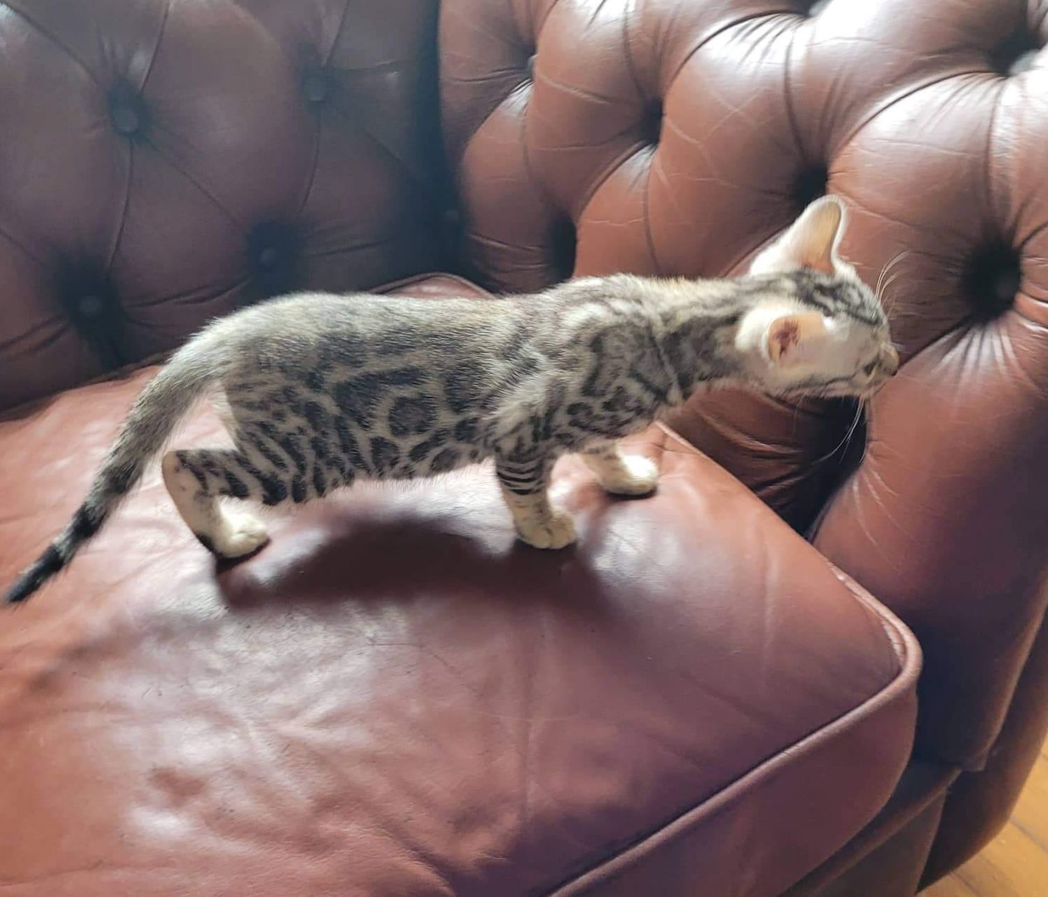 Photo 3 of Storms Girl the Bengal kitten.
