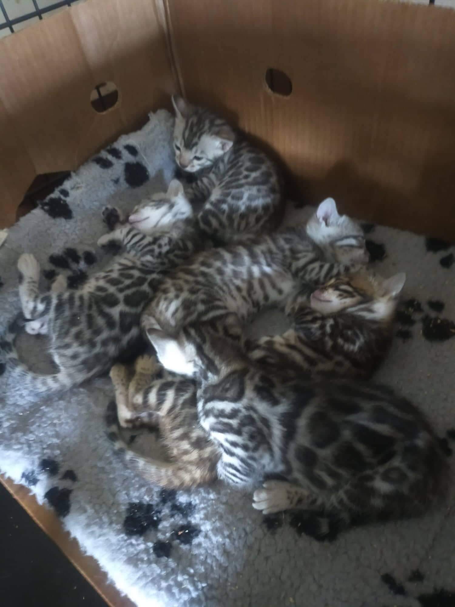 Photo 4 of Storms Girl the Bengal kitten.
