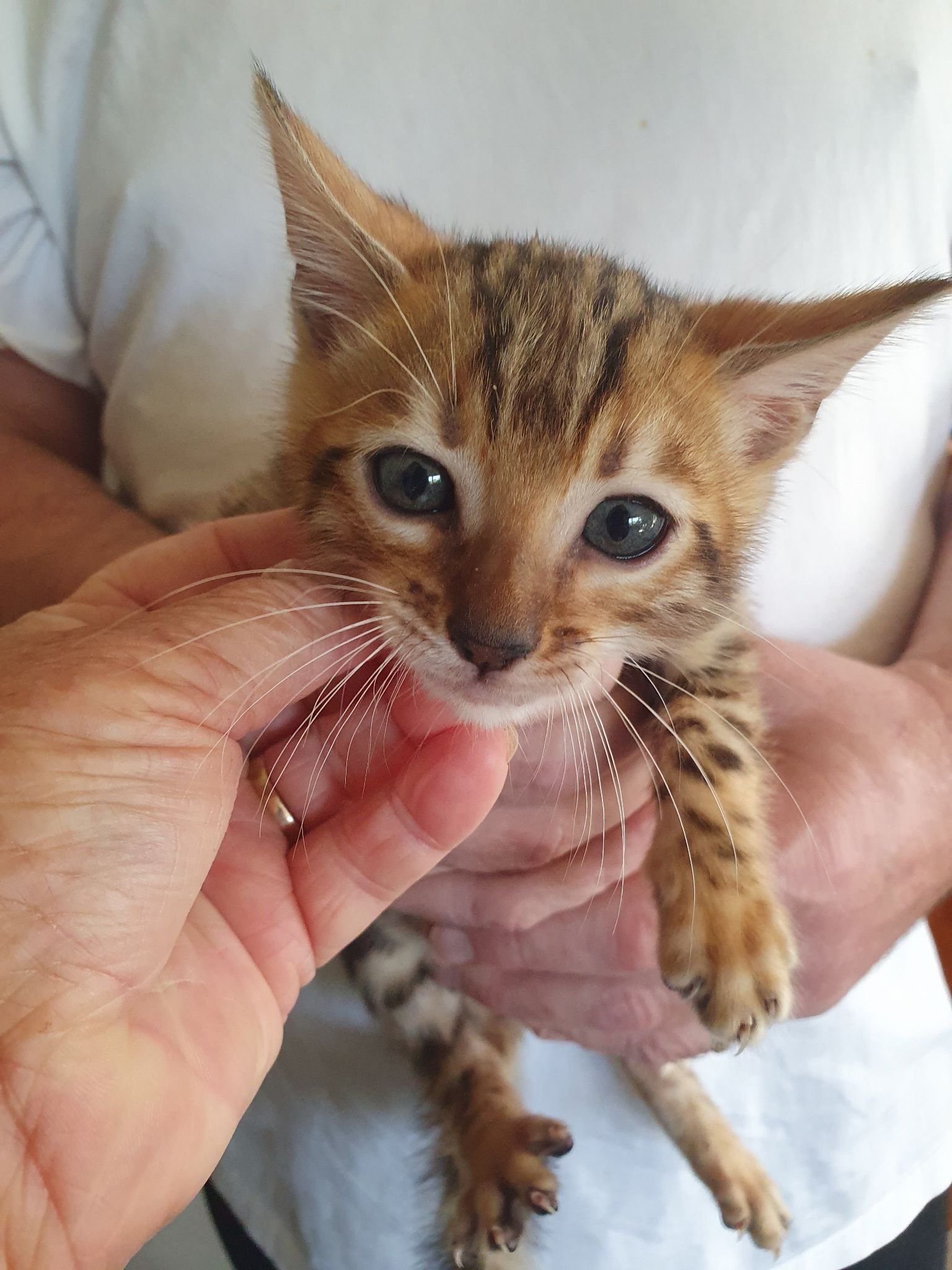 Photo 1 of Buddys friend-SOLD the Bengal kitten.