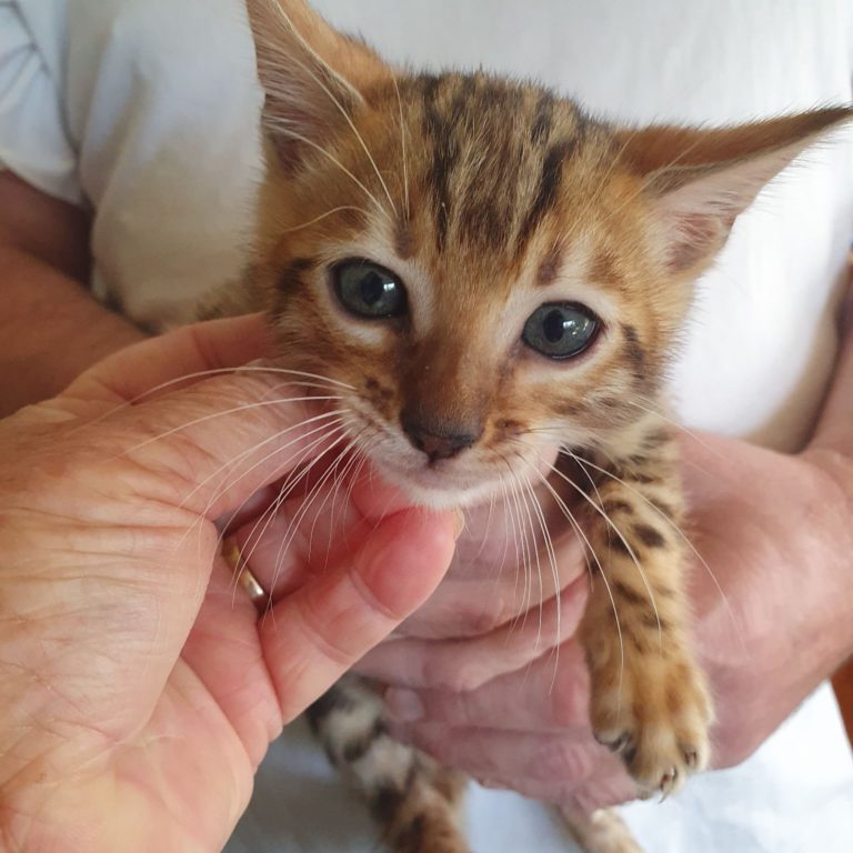 Photo 1 of Buddys friend-SOLD the male Bengal cat.
