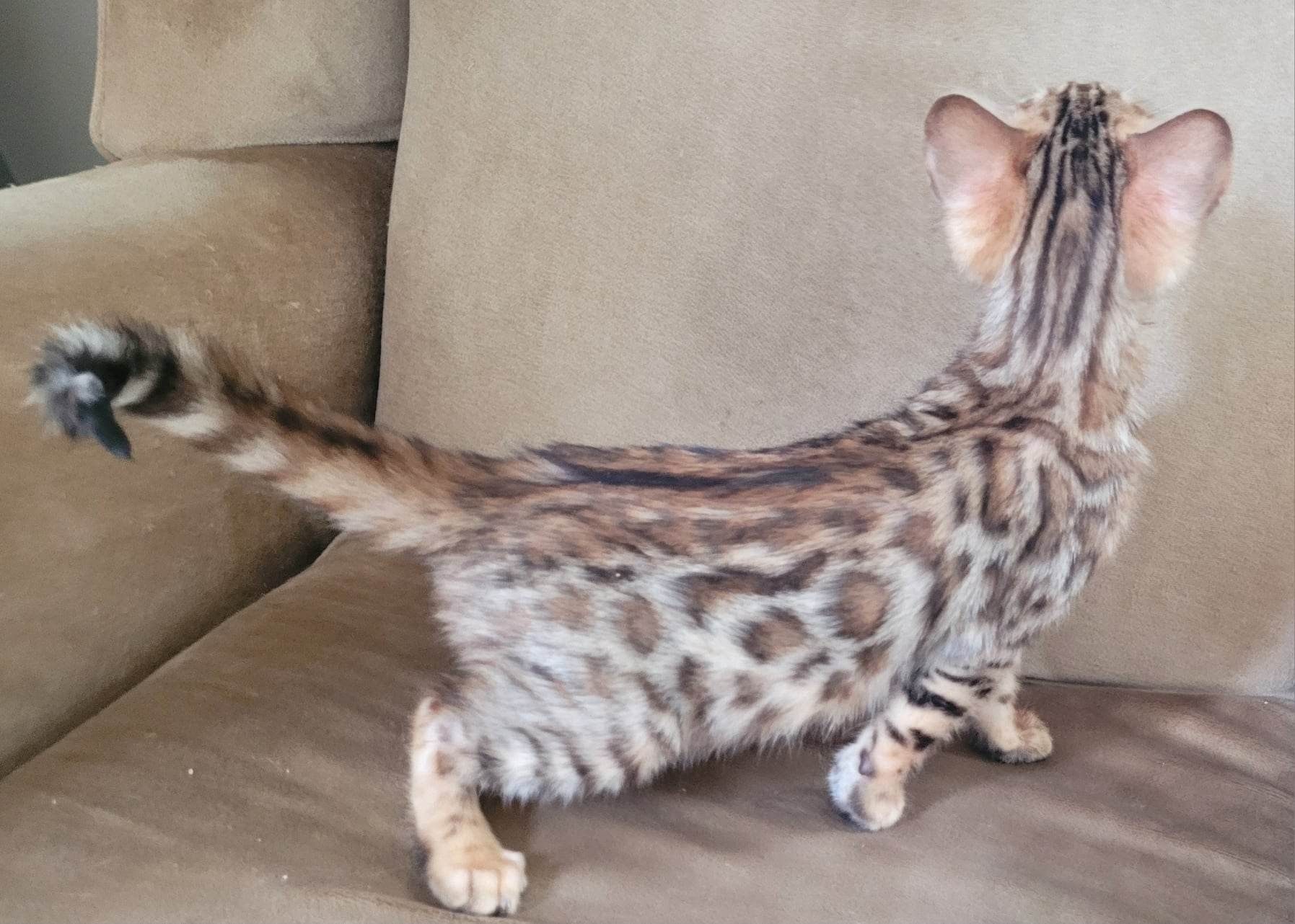 Photo 8 of Chocolate Pudd'in-SOLD the Bengal kitten.