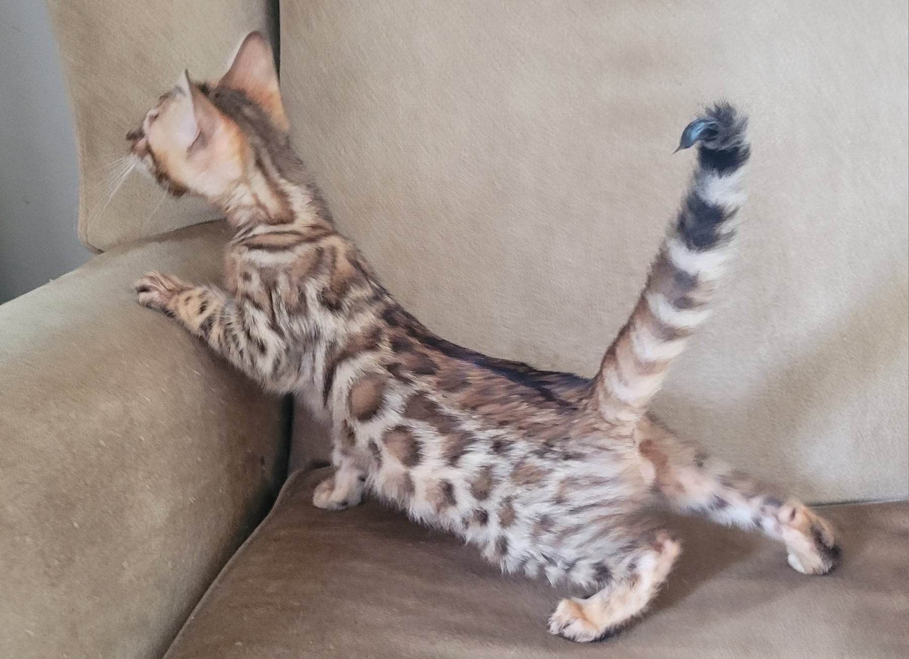 Photo 7 of Chocolate Pudd'in-SOLD the Bengal kitten.