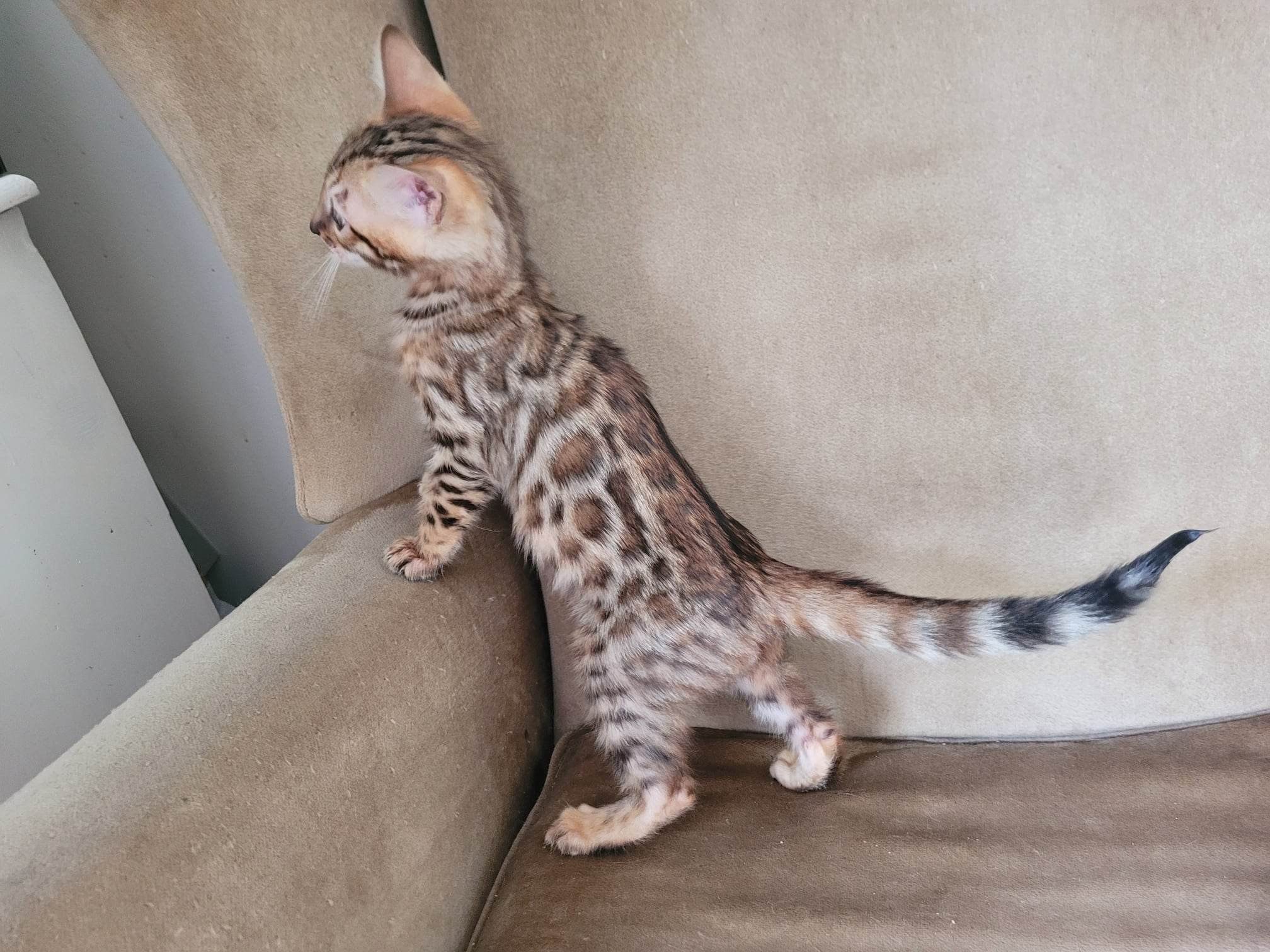 Photo 9 of Chocolate Pudd'in-SOLD the Bengal kitten.