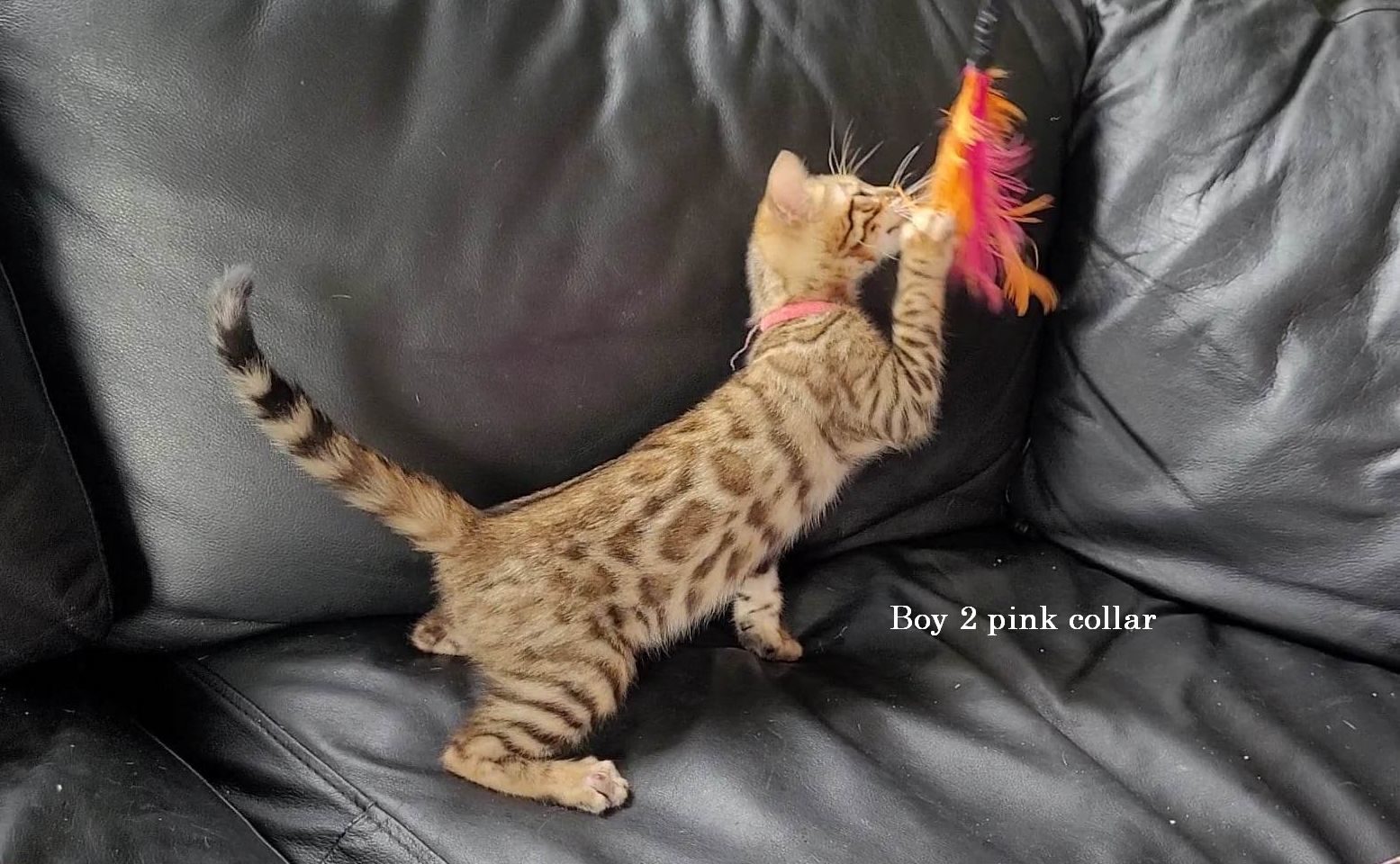 Photo 2 of Pinks legacy-SOLD the Bengal kitten.