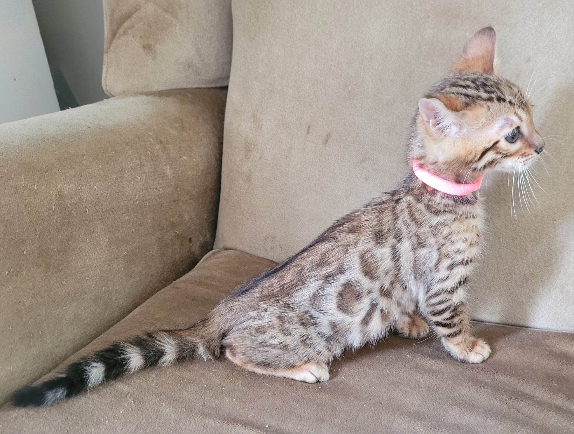 Photo 7 of Pinks legacy-SOLD the Bengal kitten.