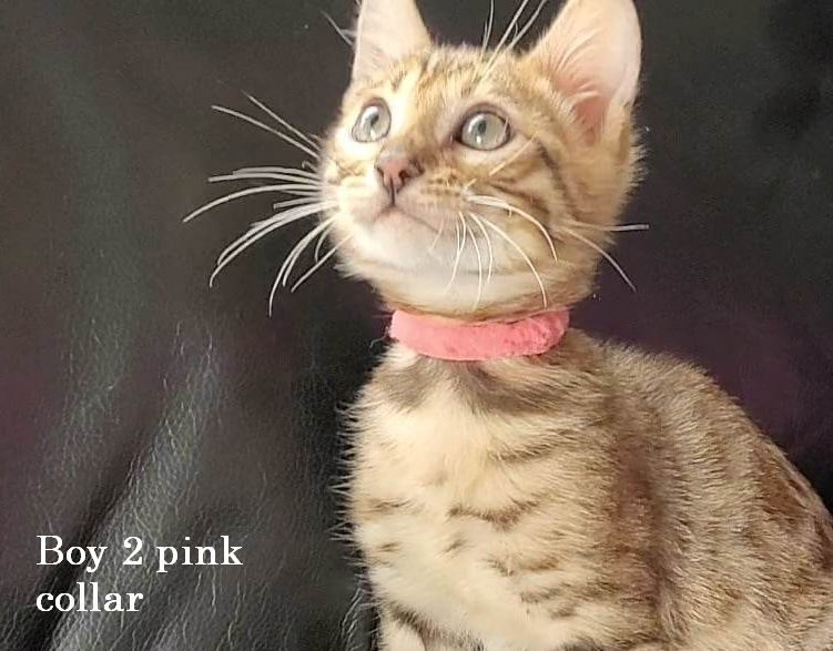 Photo 1 of Pinks legacy-SOLD the Bengal kitten.