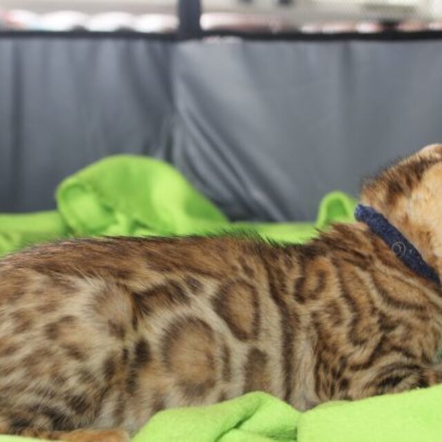 Photo 5 of Blue Sundays-SOLD the female Bengal cat.