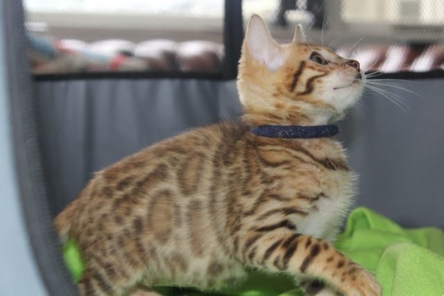 Photo 2 of Blue Sundays-SOLD the Bengal kitten.