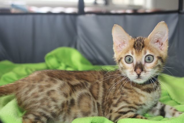 Photo 3 of Blue Sundays-SOLD the Bengal kitten.