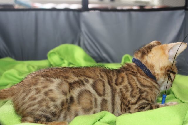 Photo 1 of Blue Sundays-SOLD the Bengal kitten.
