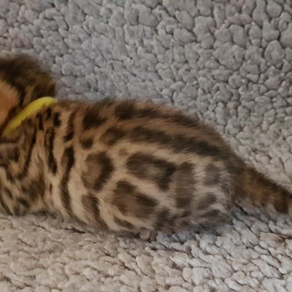 Photo 2 of Easy Feeling-SOLD the male Bengal cat.