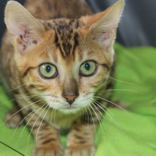 Photo 4 of Easy Going-SOLD the female Bengal cat.