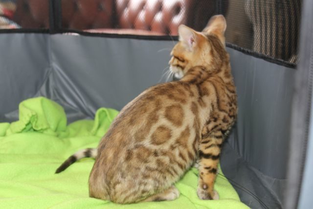 Photo 2 of Easy Going-SOLD the Bengal kitten.