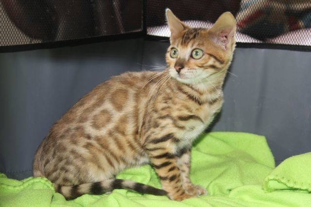 Registered Bengal Breeders NZ Bengal kittens for sale in Auckland NZ
