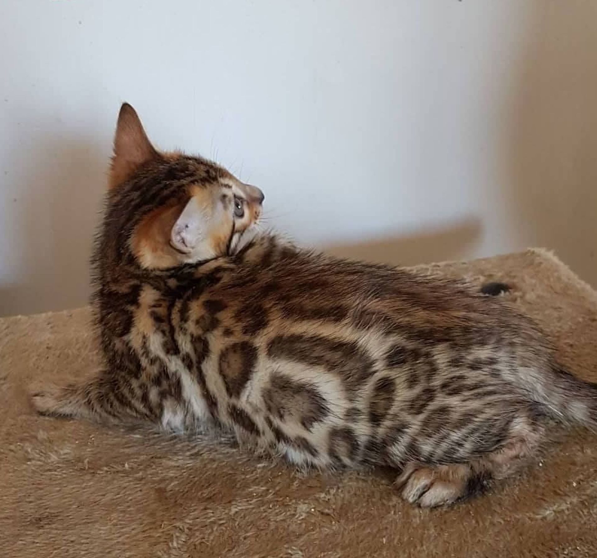 Photo 1 of Summer days-SOLD the Bengal kitten.