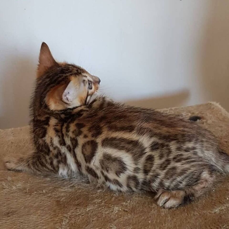 Photo 1 of Summer days-SOLD the female Bengal cat.