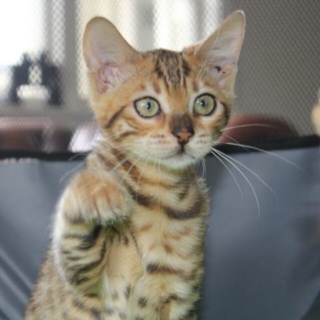 Photo 3 of Take it Easy-SOLD the female Bengal cat.