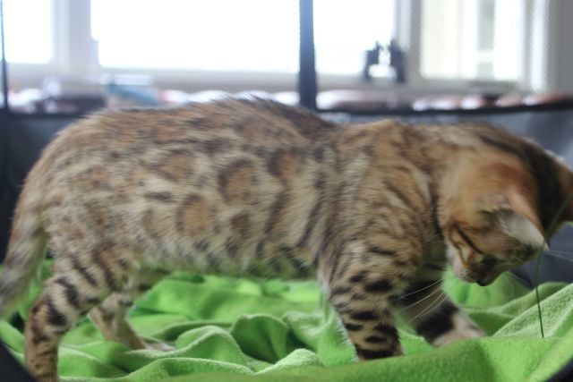 Photo 3 of Take it Easy-SOLD the Bengal kitten.