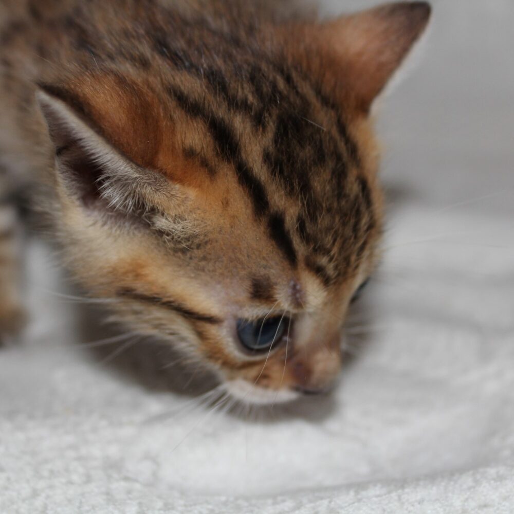 Photo 1 of Amigo the male Bengal cat.